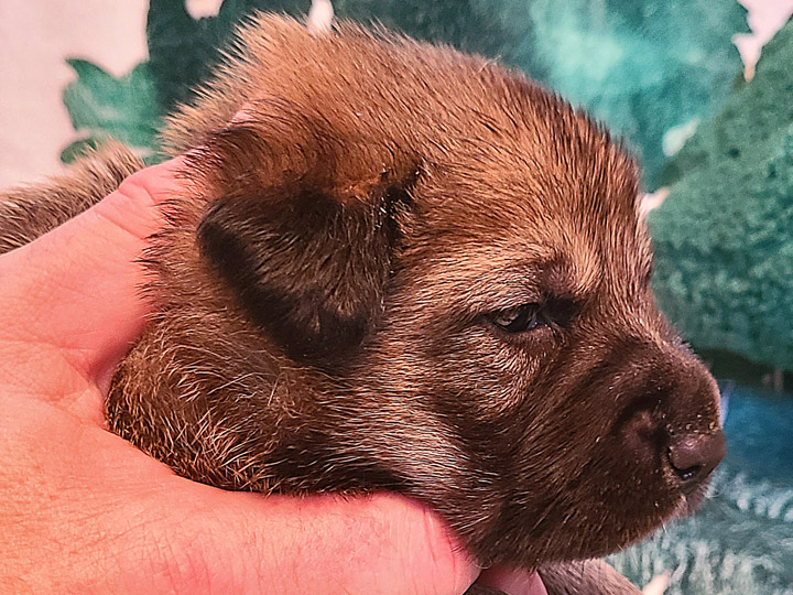 chinook puppy